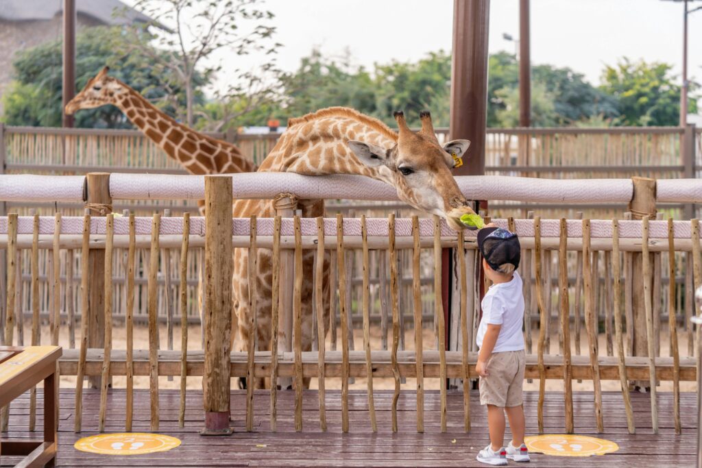 pexels-photo-7101256-7101256 A young child feeds a giraffe at a zoo in Dubai, providing an interactive wildlife encounter in an outdoor setting.