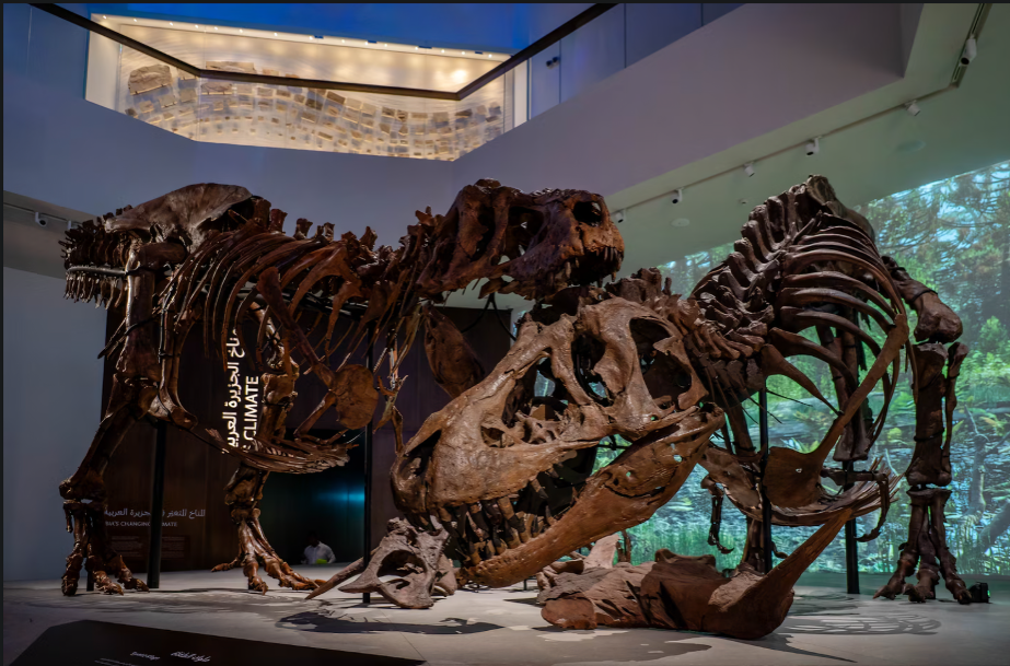T. Rexes at Natural History Museum Abu Dhabi 