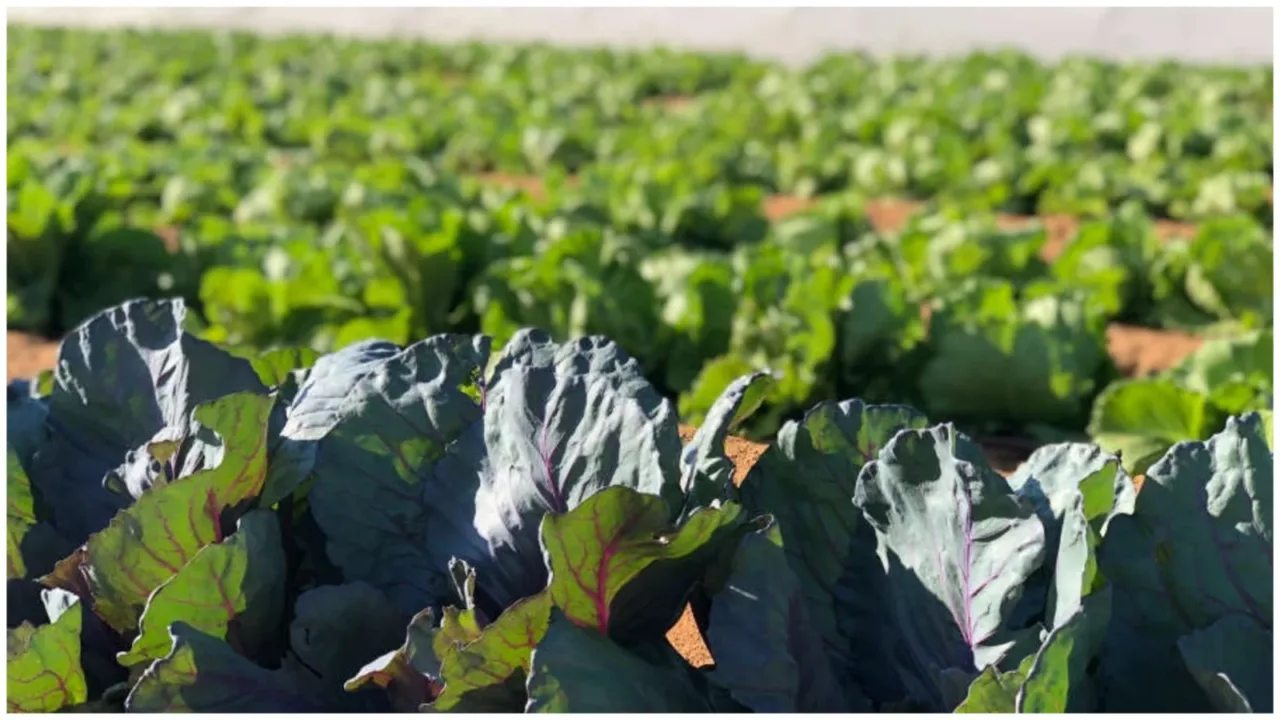 Etihad Rail 2026 launch