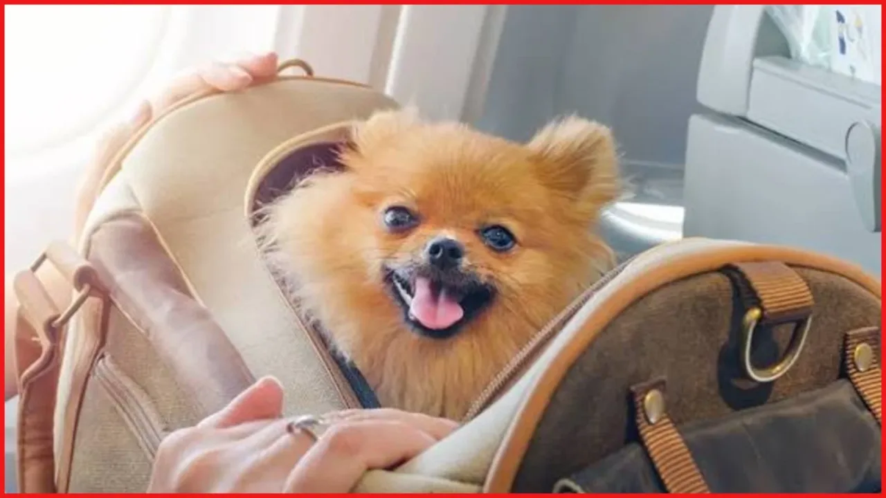 How to fly with pets? How to fly with pets?