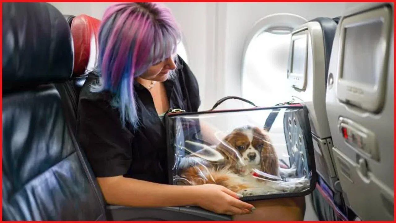 How to fly with pets? How to fly with pets?