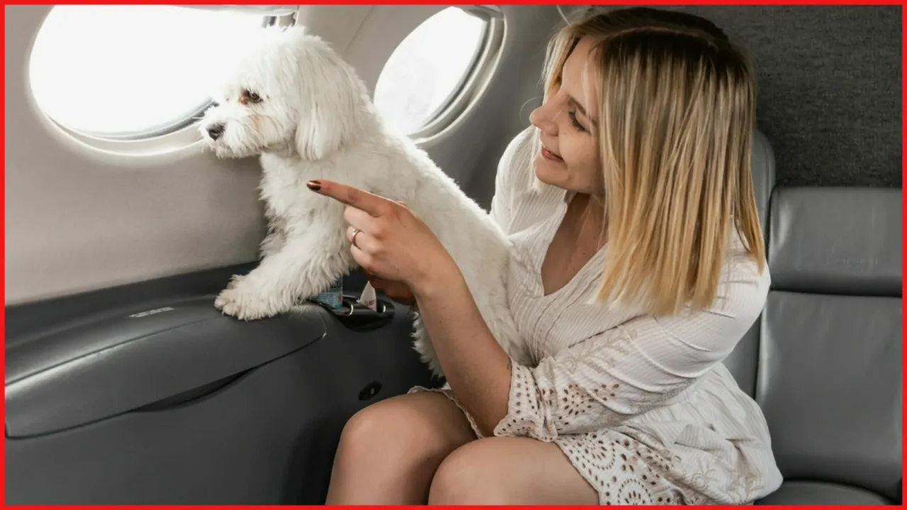 How to fly with pets?