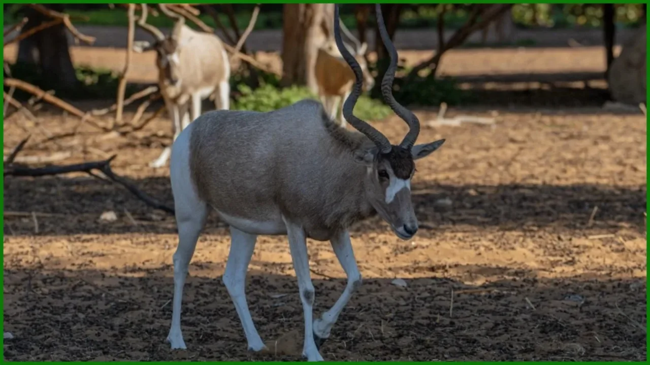 Dubai Safari Park 2026.webp Dubai Safari Park 2026